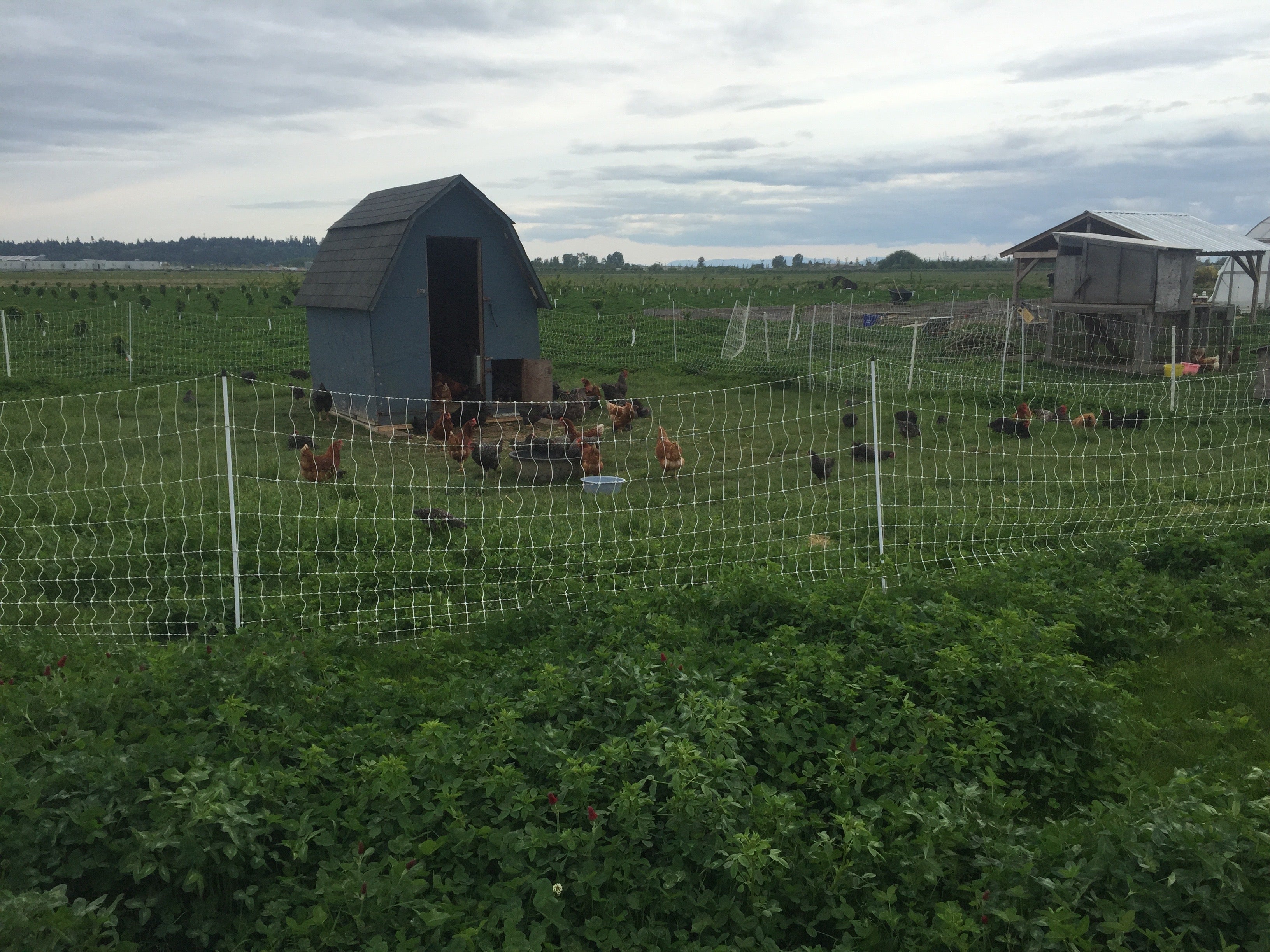 Electric Fencing for Chickens – FenceFast Ltd.