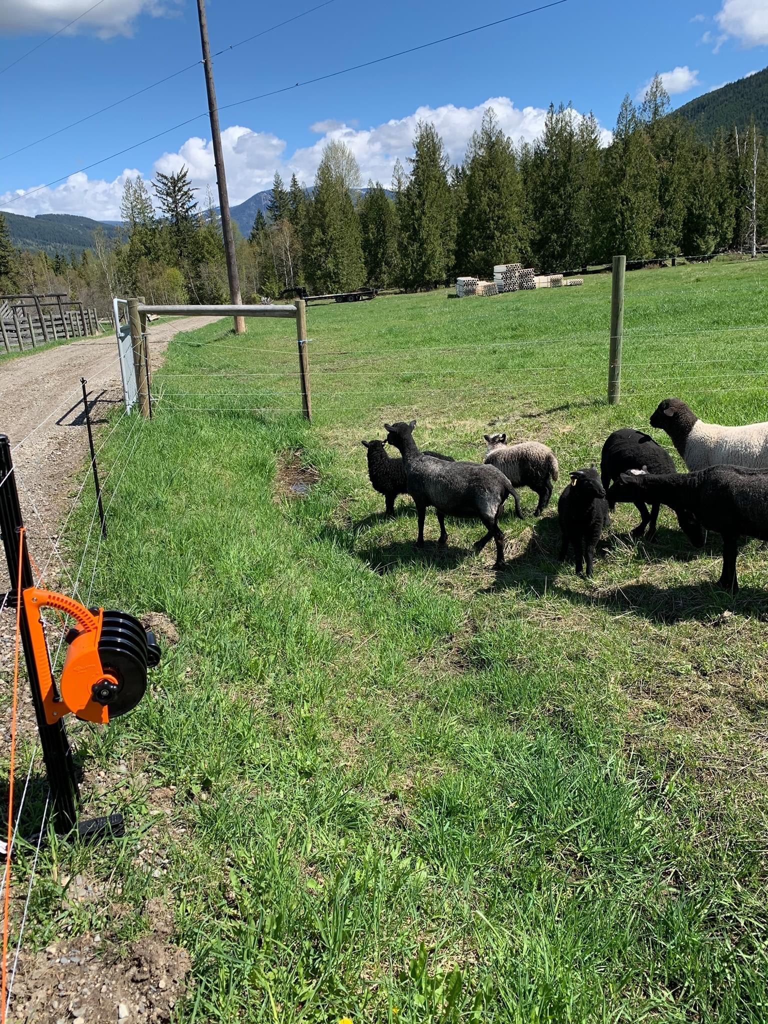 Electric Fencing For Sheep – FenceFast Ltd.