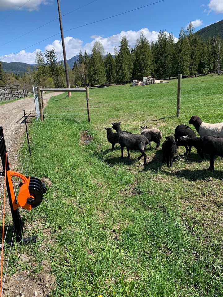 Electric Fencing For Sheep