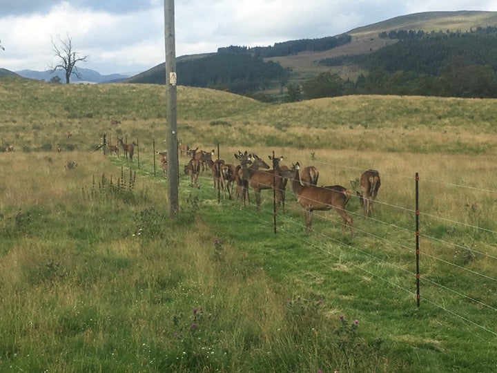 Electric Fencing For Deer
