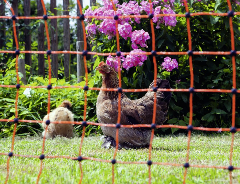Corral Poultry Electric Netting Single Prong Orange 106cm X 50m