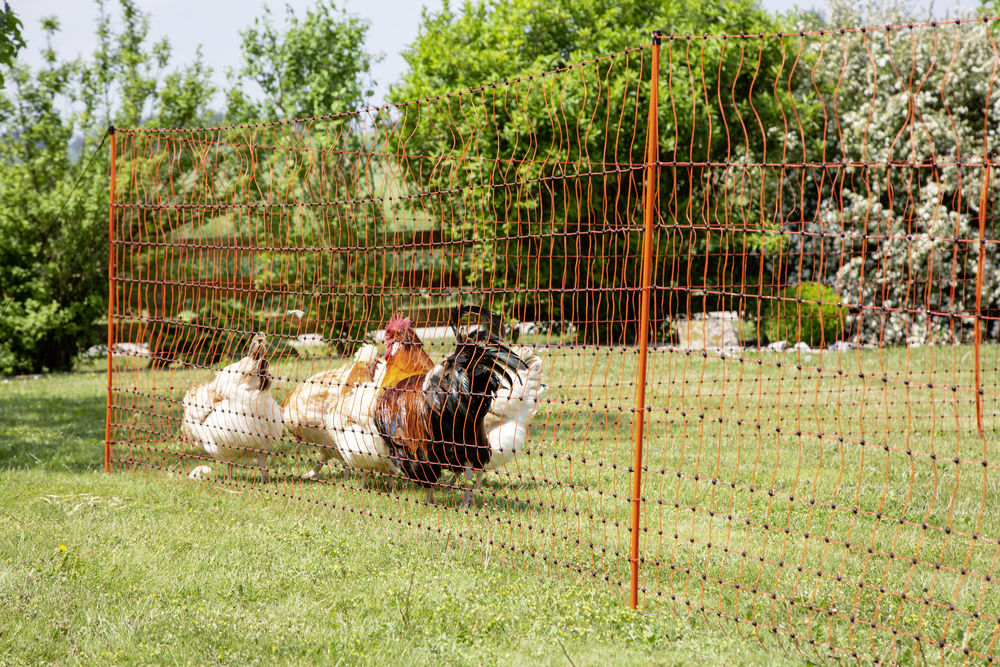 Poultry – FenceFast Ltd.