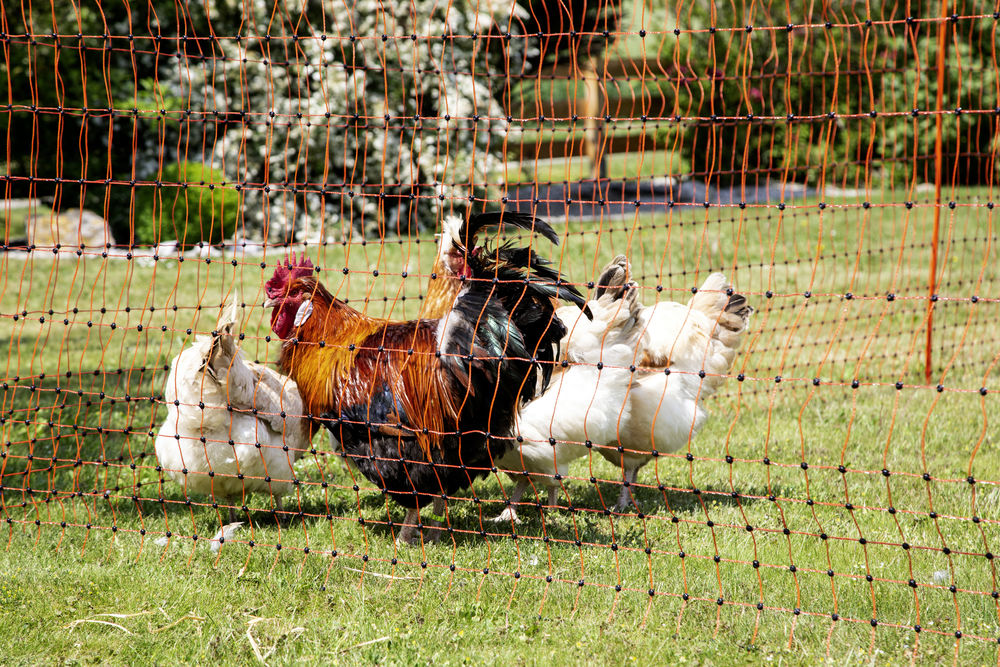 Gallagher Poultry Netting Turbo – FenceFast Ltd.