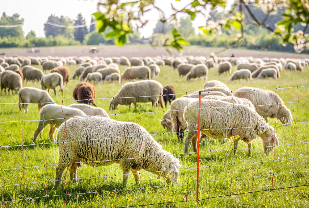 Corral Topline Sheep Net 0.9m high x 50m Long Double Prong Posts