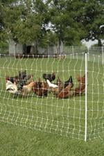 Chickens in the poultry netting