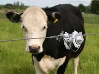 Gallagher Wire Strainer Cow