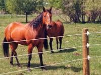 Horses inside the Equine Fence