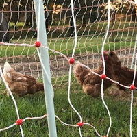 Chickens in the poultry netting