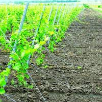 Gripple APEX Ground Anchors