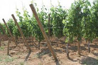 Gripple APEX Ground Anchors