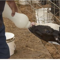 Bess Calf Nursing Bottle 4L with snap on Clear Teat