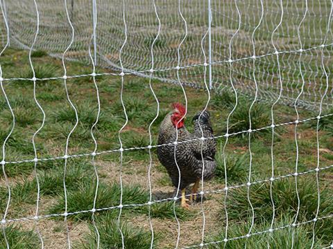 Chicken in the poultry netting