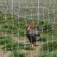 Chicken in the poultry netting
