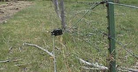 Gallagher Offset Bracket with Pinlock Insulators Box of 50