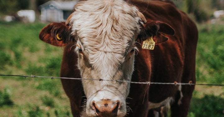Farmers inspecting a secure cattle fence in open pasture