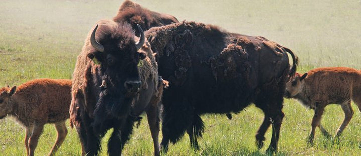 Electric Fencing For Bison