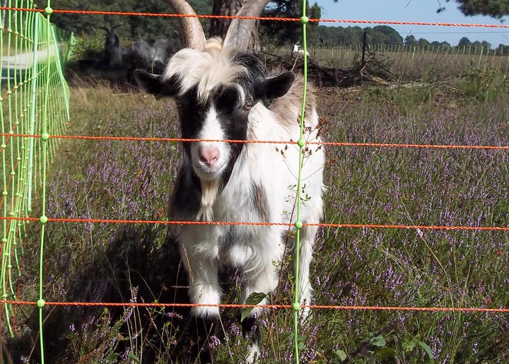 Electric Fencing for Goats