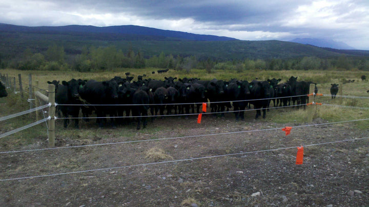 Electric Fencing for Cattle