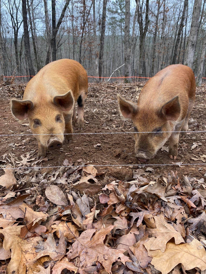 Electric Fencing for Pigs/Hogs