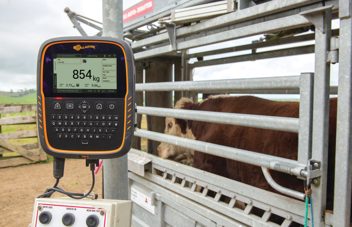 Weigh System Helps Cattle Producer Make Better Management Decisions