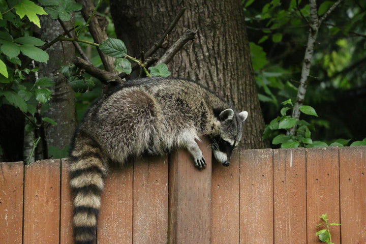 Electric Fencing For Raccoons – FenceFast Ltd.