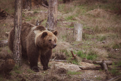 Electric Bear Fencing
