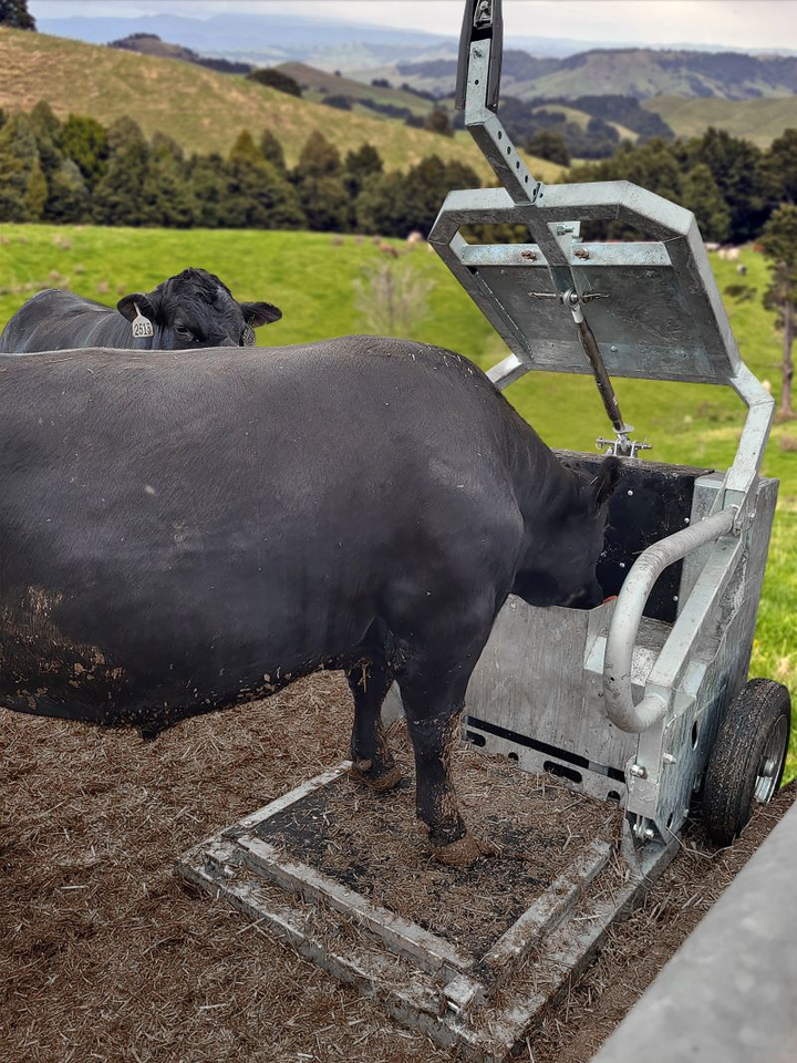 Weighing and Reading