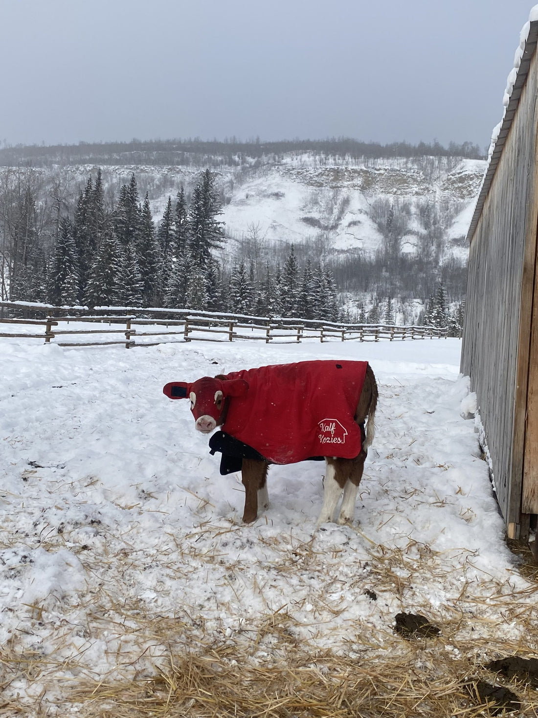 Kalf Kozies Blanket
