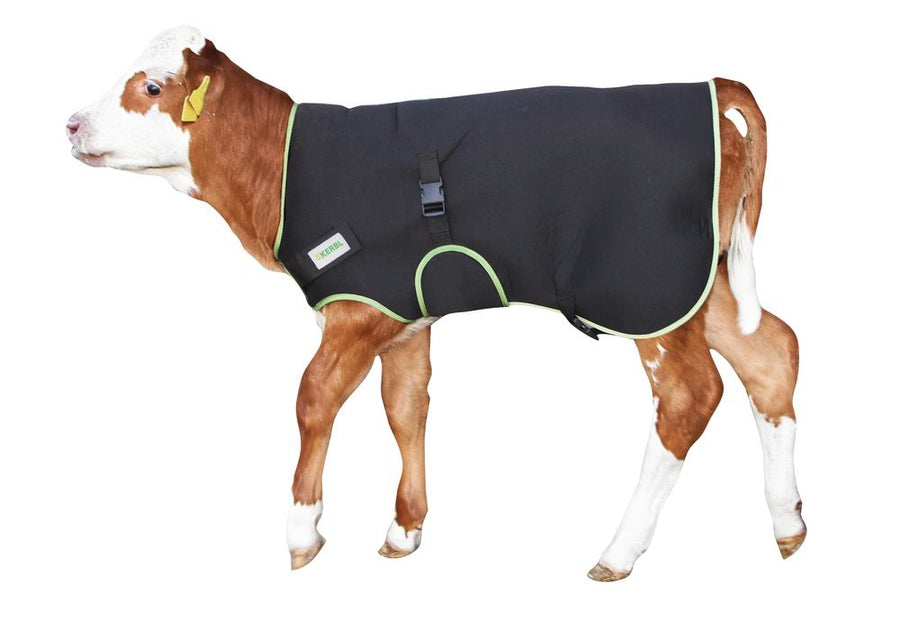 Calf Coat - Premium
