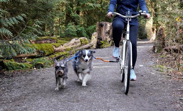 Dog Coupler for Biking and Walking