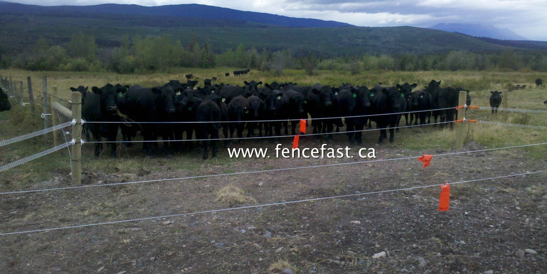 Cattle – FenceFast Ltd.