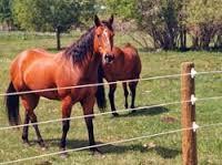 Horses inside the Equine Fence 