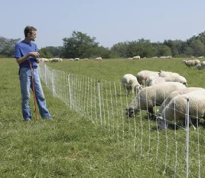 Installed sheep netting