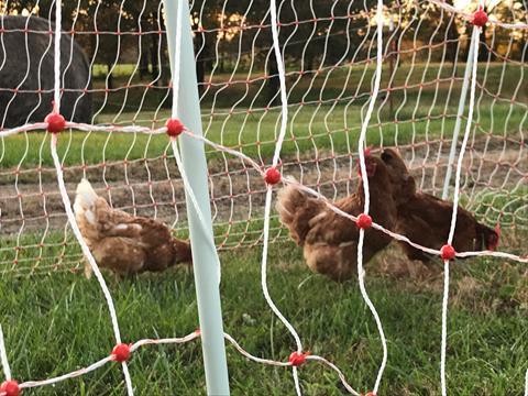 Chickens in the poultry netting