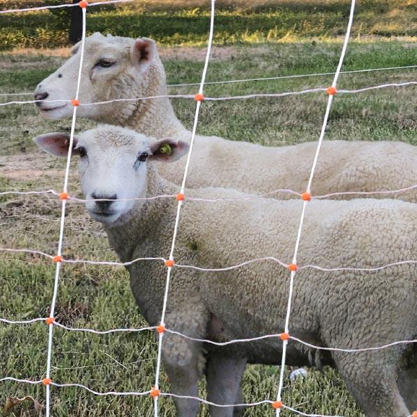 Sheep contained with the netting
